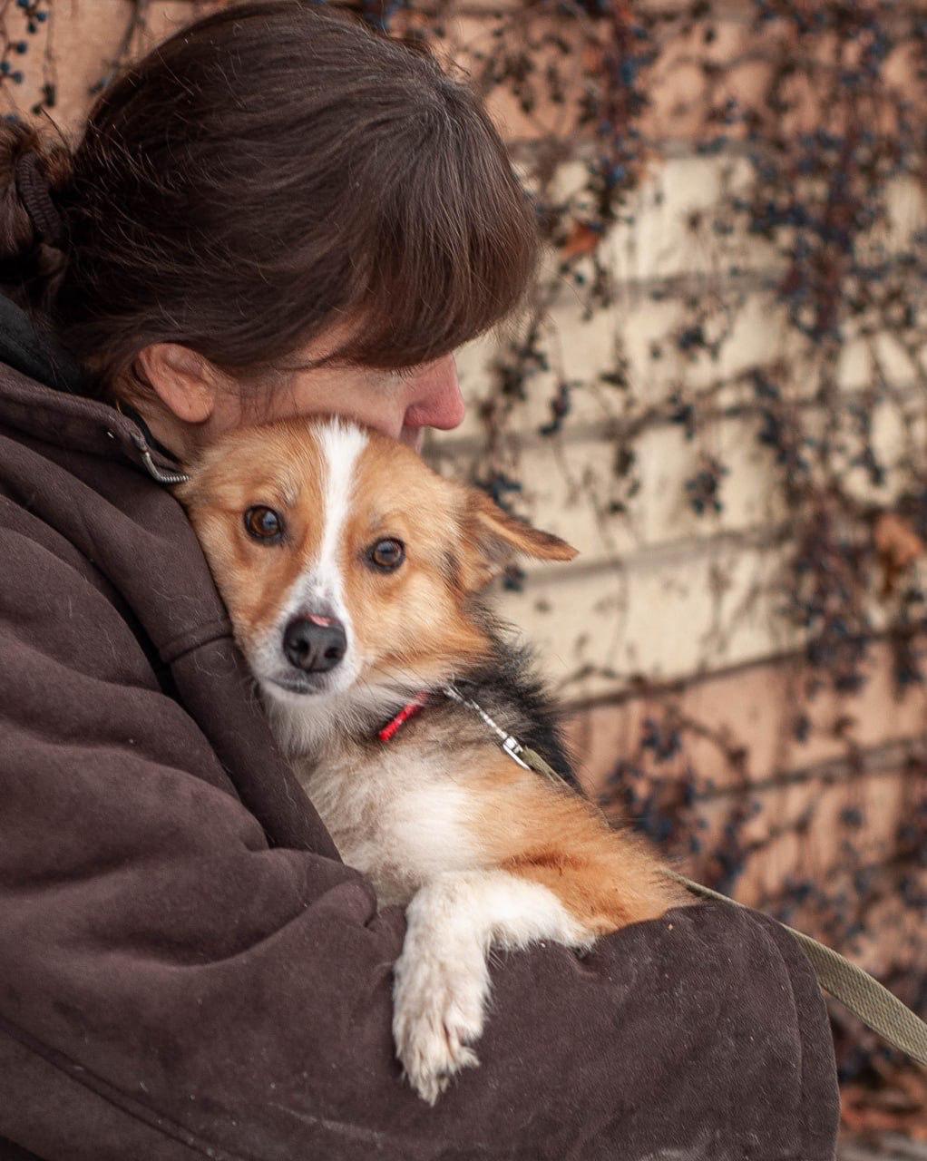 Chiens à adopter